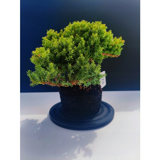 Żywe Drzewko Bonsai Jałowiec Rozesłany Procumbens 11-letni +GRATIS 523