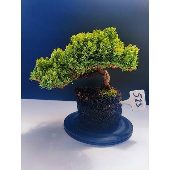 Żywe Drzewko Bonsai Jałowiec Rozesłany Procumbens 11-letni +GRATIS 523
