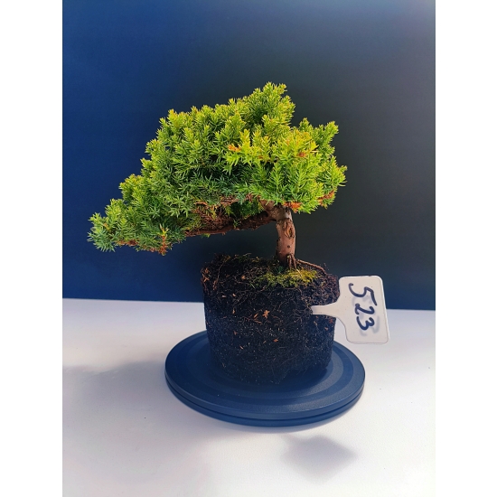 Żywe Drzewko Bonsai Jałowiec Rozesłany Procumbens 11-letni +GRATIS 523