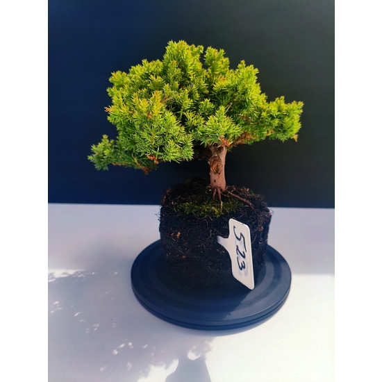 Żywe Drzewko Bonsai Jałowiec Rozesłany Procumbens 11-letni +GRATIS 523