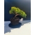Żywe Drzewko Bonsai Jałowiec Rozesłany Procumbens 11-letni +GRATIS 518