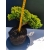 Żywe Drzewko Bonsai Jałowiec Rozesłany Procumbens 11-letni +GRATIS 518