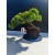 Żywe Drzewko Bonsai Jałowiec Rozesłany Procumbens 11-letni +GRATIS 518