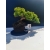 Żywe Drzewko Bonsai Jałowiec Rozesłany Procumbens 11-letni +GRATIS 518