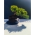 Żywe Drzewko Bonsai Jałowiec Rozesłany Procumbens 11-letni +GRATIS 518