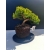 Żywe Drzewko Bonsai Jałowiec Rozesłany Procumbens 11-letni +GRATIS 518