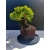 Żywe Drzewko Bonsai Jałowiec Rozesłany Procumbens 11-letni +GRATIS 518