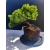 Żywe Drzewko Bonsai Jałowiec Rozesłany Procumbens 11-letni +GRATIS 518
