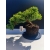 Żywe Drzewko Bonsai Jałowiec Rozesłany Procumbens 11-letni +GRATIS 518