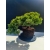Żywe Drzewko Bonsai Jałowiec Rozesłany Procumbens 11-letni +GRATIS 518