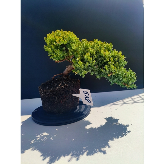 Żywe Drzewko Bonsai Jałowiec Rozesłany Procumbens 11-letni +GRATIS 518
