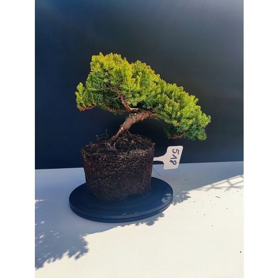Żywe Drzewko Bonsai Jałowiec Rozesłany Procumbens 11-letni +GRATIS 518