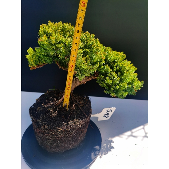 Żywe Drzewko Bonsai Jałowiec Rozesłany Procumbens 11-letni +GRATIS 518