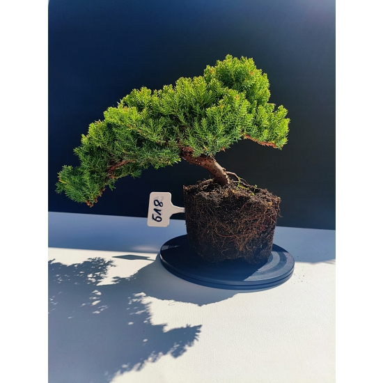 Żywe Drzewko Bonsai Jałowiec Rozesłany Procumbens 11-letni +GRATIS 518
