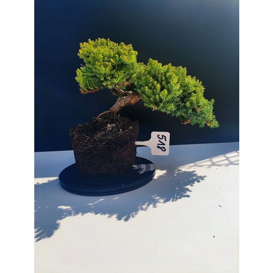 Żywe Drzewko Bonsai Jałowiec Rozesłany Procumbens 11-letni +GRATIS 518