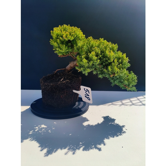 Żywe Drzewko Bonsai Jałowiec Rozesłany Procumbens 11-letni +GRATIS 518