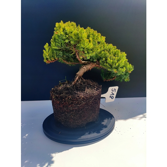 Żywe Drzewko Bonsai Jałowiec Rozesłany Procumbens 11-letni +GRATIS 518