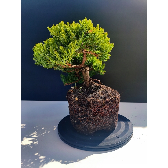 Żywe Drzewko Bonsai Jałowiec Rozesłany Procumbens 11-letni +GRATIS 518