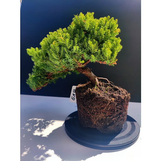 Żywe Drzewko Bonsai Jałowiec Rozesłany Procumbens 11-letni +GRATIS 518