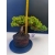 Żywe Drzewko Bonsai Jałowiec Rozesłany Procumbens 11-letni +GRATIS 534
