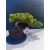 Żywe Drzewko Bonsai Jałowiec Rozesłany Procumbens 11-letni +GRATIS 534