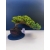 Żywe Drzewko Bonsai Jałowiec Rozesłany Procumbens 11-letni +GRATIS 534