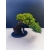 Żywe Drzewko Bonsai Jałowiec Rozesłany Procumbens 11-letni +GRATIS 534