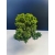 Żywe Drzewko Bonsai Jałowiec Rozesłany Procumbens 11-letni +GRATIS 534
