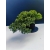 Żywe Drzewko Bonsai Jałowiec Rozesłany Procumbens 11-letni +GRATIS 534