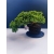 Żywe Drzewko Bonsai Jałowiec Rozesłany Procumbens 11-letni +GRATIS 534