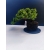 Żywe Drzewko Bonsai Jałowiec Rozesłany Procumbens 11-letni +GRATIS 534
