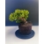 Żywe Drzewko Bonsai Jałowiec Rozesłany Procumbens 11-letni +GRATIS 534