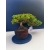 Żywe Drzewko Bonsai Jałowiec Rozesłany Procumbens 11-letni +GRATIS 534