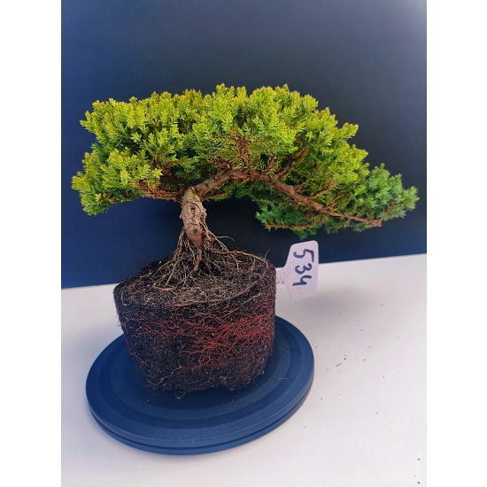 Żywe Drzewko Bonsai Jałowiec Rozesłany Procumbens 11-letni +GRATIS 534