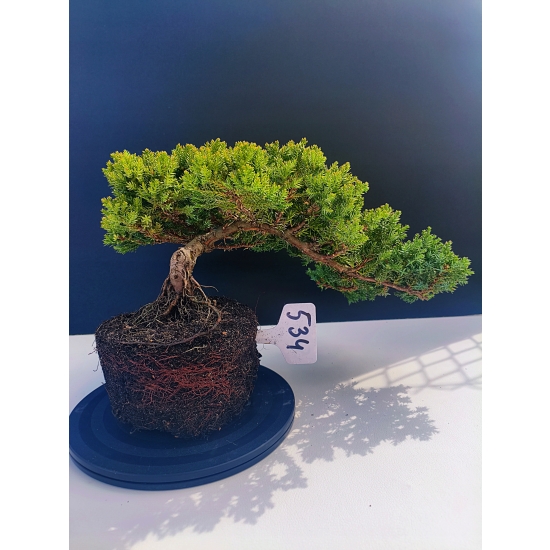 Żywe Drzewko Bonsai Jałowiec Rozesłany Procumbens 11-letni +GRATIS 534