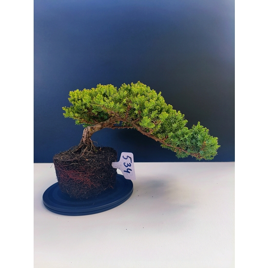 Żywe Drzewko Bonsai Jałowiec Rozesłany Procumbens 11-letni +GRATIS 534