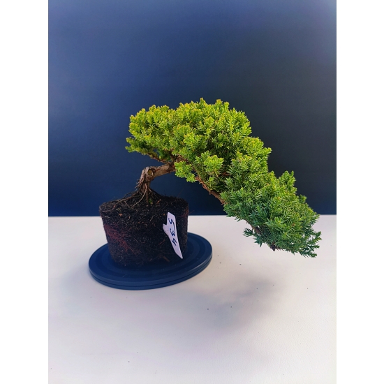 Żywe Drzewko Bonsai Jałowiec Rozesłany Procumbens 11-letni +GRATIS 534