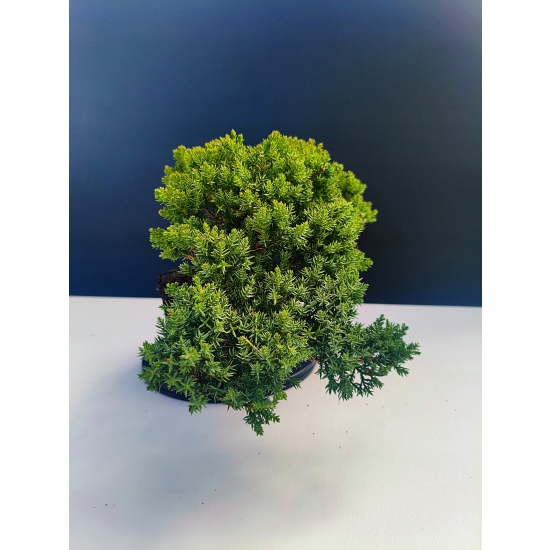Żywe Drzewko Bonsai Jałowiec Rozesłany Procumbens 11-letni +GRATIS 534