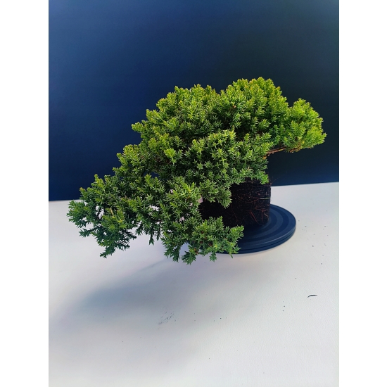 Żywe Drzewko Bonsai Jałowiec Rozesłany Procumbens 11-letni +GRATIS 534