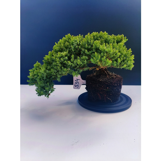 Żywe Drzewko Bonsai Jałowiec Rozesłany Procumbens 11-letni +GRATIS 534