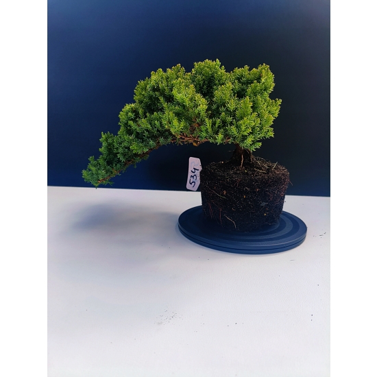 Żywe Drzewko Bonsai Jałowiec Rozesłany Procumbens 11-letni +GRATIS 534