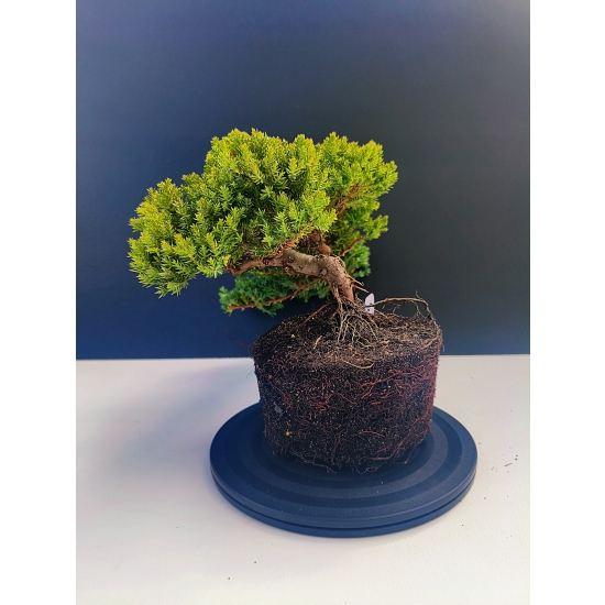 Żywe Drzewko Bonsai Jałowiec Rozesłany Procumbens 11-letni +GRATIS 534