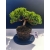 Żywe Drzewko Bonsai Jałowiec Rozesłany Procumbens 11-letni +GRATIS 535