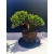 Żywe Drzewko Bonsai Jałowiec Rozesłany Procumbens 11-letni +GRATIS 535