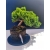 Żywe Drzewko Bonsai Jałowiec Rozesłany Procumbens 11-letni +GRATIS 535