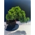 Żywe Drzewko Bonsai Jałowiec Rozesłany Procumbens 11-letni +GRATIS 535