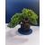 Żywe Drzewko Bonsai Jałowiec Rozesłany Procumbens 11-letni +GRATIS 535