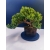 Żywe Drzewko Bonsai Jałowiec Rozesłany Procumbens 11-letni +GRATIS 535