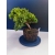 Żywe Drzewko Bonsai Jałowiec Rozesłany Procumbens 11-letni +GRATIS 535