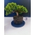 Żywe Drzewko Bonsai Jałowiec Rozesłany Procumbens 11-letni +GRATIS 535